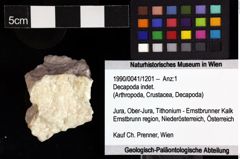 Foto (Objket + Etiketten) von Decapoda indet. 